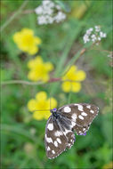 Image of marbled white