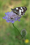 Image of marbled white