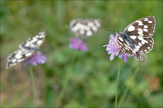 Image of marbled white