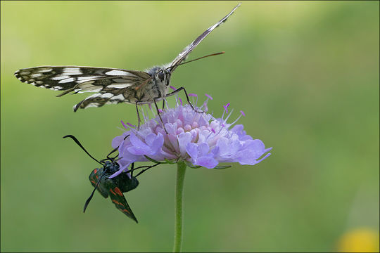 Image of marbled white