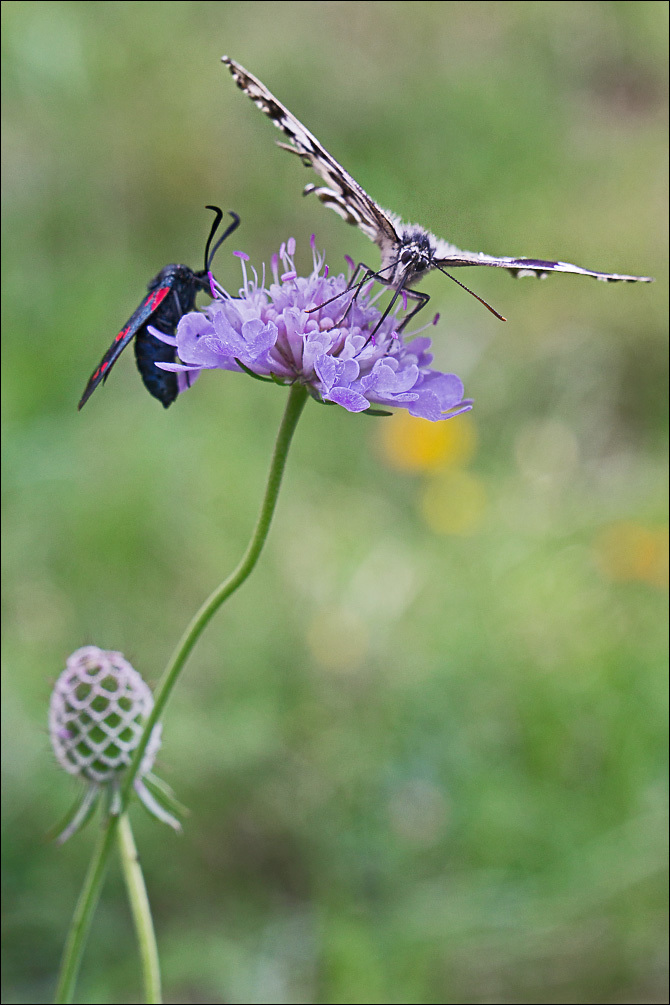 Imagem de Melanargia galathea Linnaeus 1758