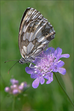 Image of marbled white