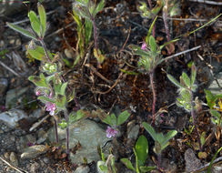 Trichostema oblongum Benth. resmi