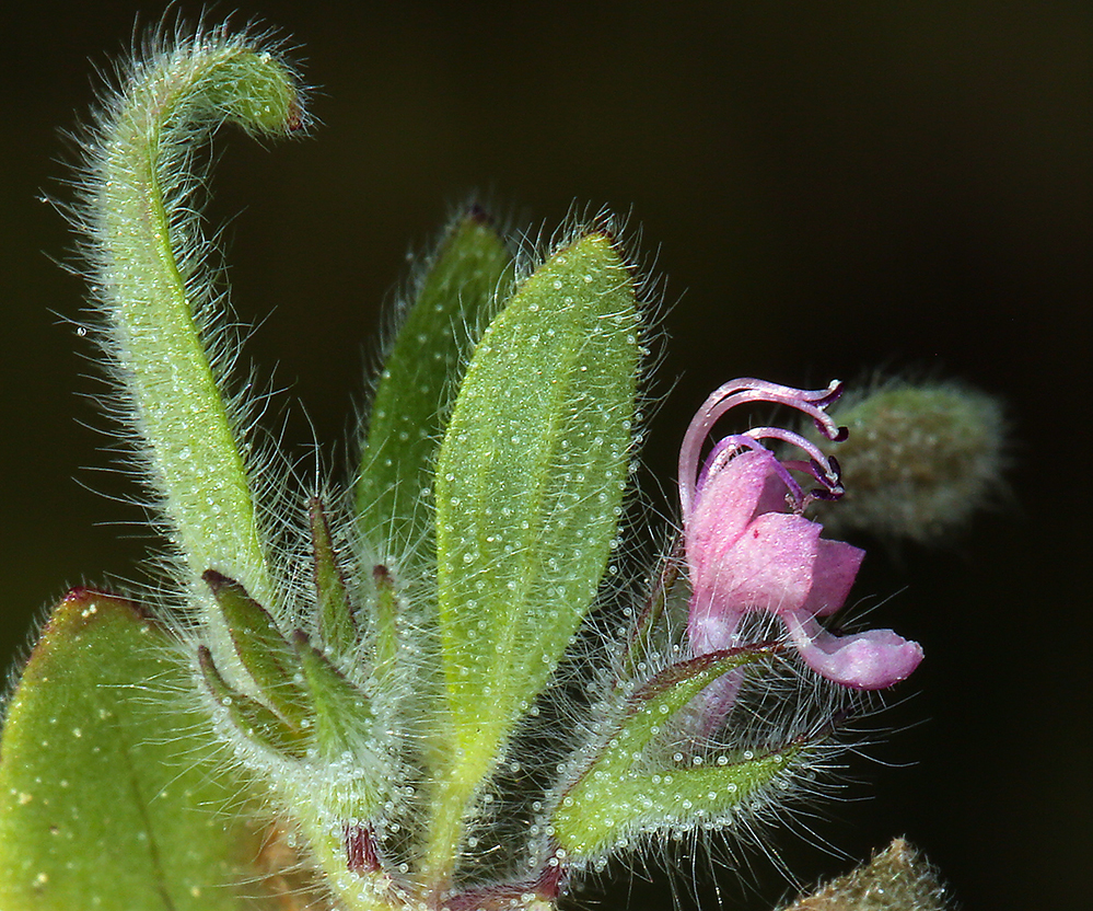 Trichostema oblongum Benth. resmi