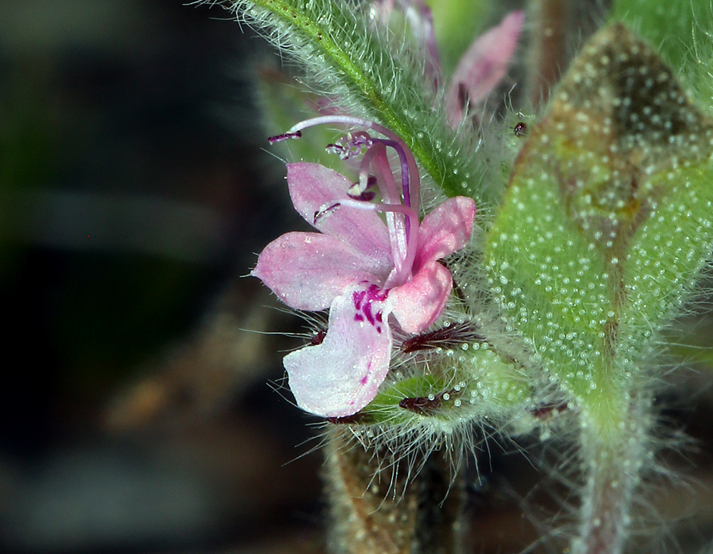 Trichostema oblongum Benth. resmi