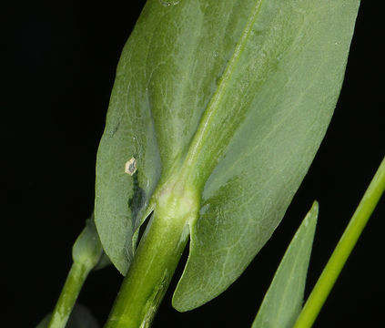 Слика од Turritis glabra L.