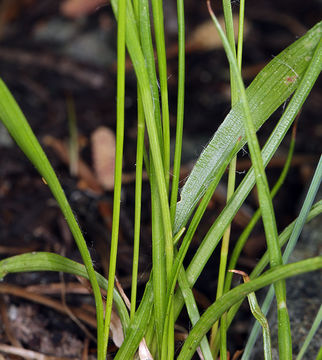 Image of Donner Wood-Rush