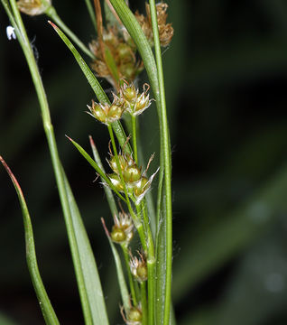 Image of Donner Wood-Rush