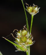 Image of Donner Wood-Rush