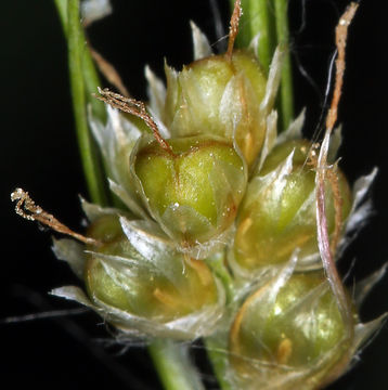 Image of Donner Wood-Rush