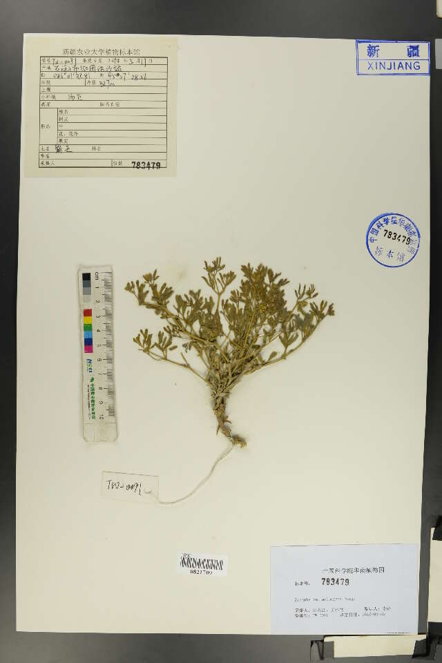 Image de Zygophyllum