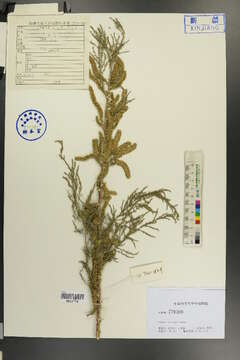 Image of tamarisk