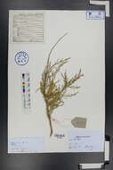 Image of tamarisk