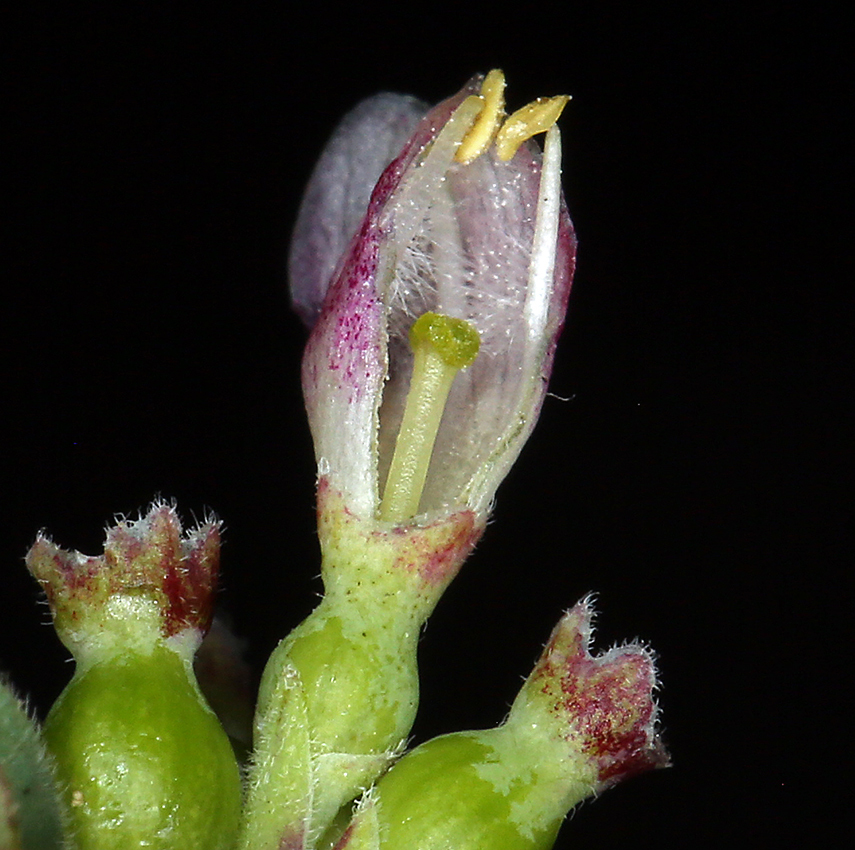 Image of creeping snowberry