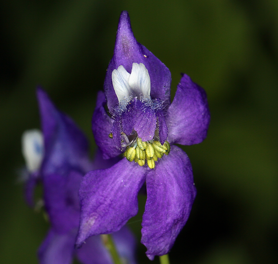 Image of twolobe larkspur