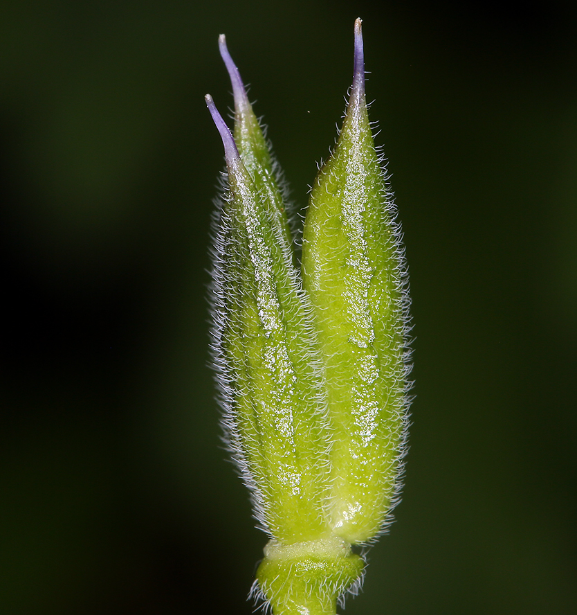 Image of twolobe larkspur