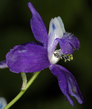 Image of twolobe larkspur