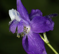 Image of twolobe larkspur