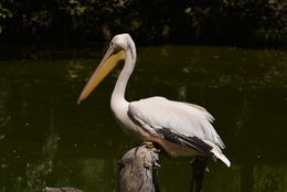 Image of Great White Pelican