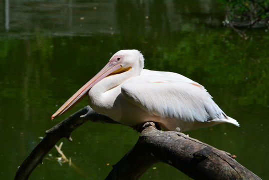 Image of Great White Pelican