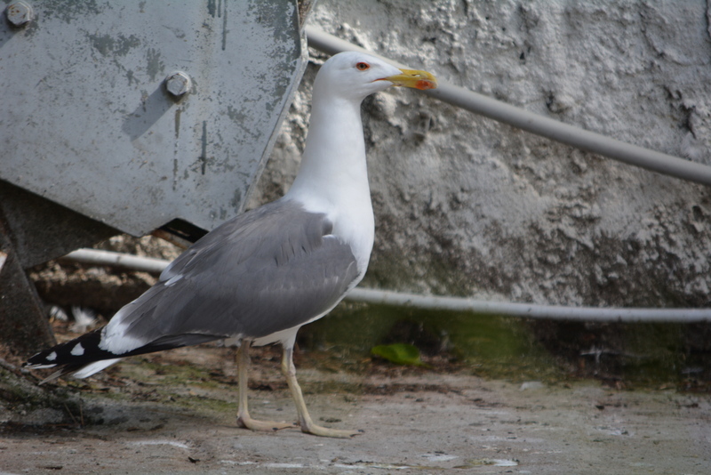 Image of Lesser Black-backed Gull