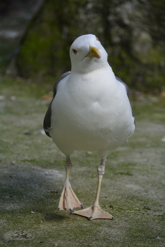 Image of Lesser Black-backed Gull