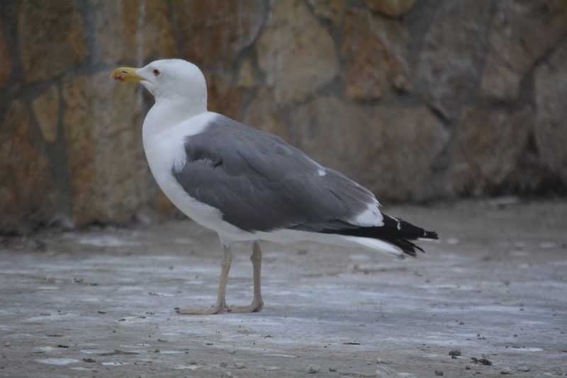 Image of Lesser Black-backed Gull