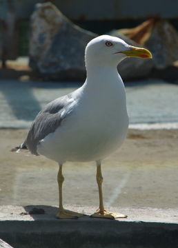 Image of Yellow-legged Gull