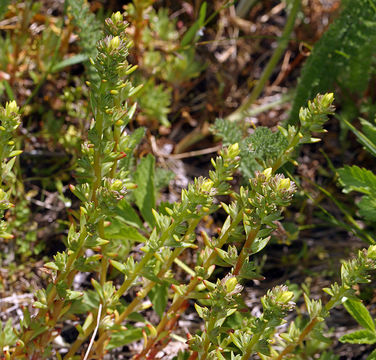 Imagem de Sedum stenopetalum Pursh