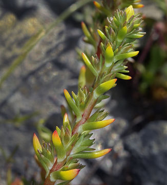 Image of wormleaf stonecrop