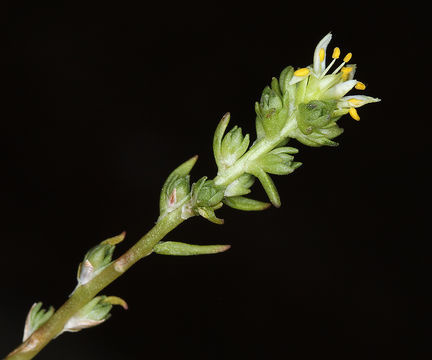 صورة Sedum stenopetalum Pursh