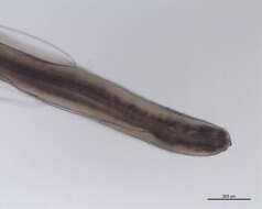 Sivun Anisakinae kuva