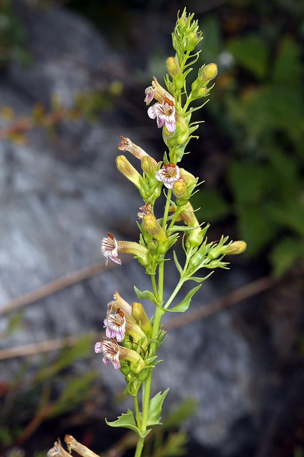 Image of scabland penstemon