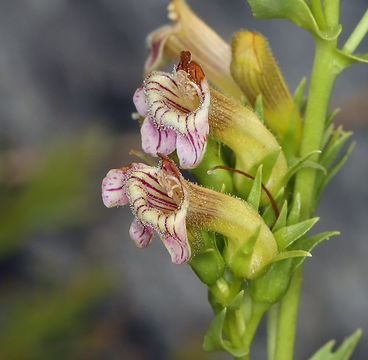 Image of scabland penstemon