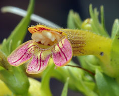 Image of scabland penstemon