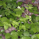 Sivun Rubus glaucifolius Kellogg kuva