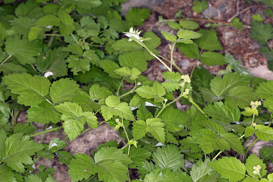 Image de Rubus glaucifolius Kellogg