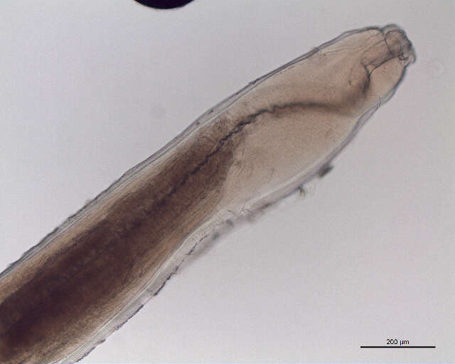 Image of Raphidascaridinae