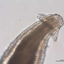 Image of Acuariidae Railliet, Henry & Sisoff 1912