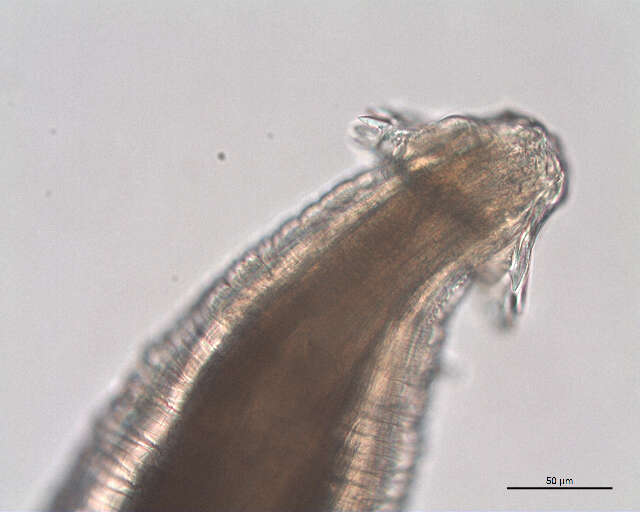 صورة Acuariidae Railliet, Henry & Sisoff 1912