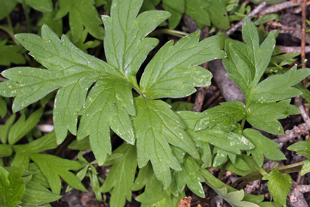 Imagem de Hydrophyllum occidentale (S. Wats.) A. Gray