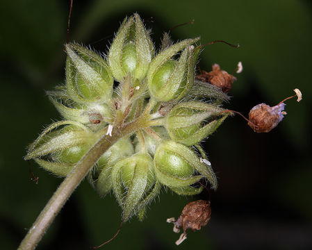 Image of western waterleaf