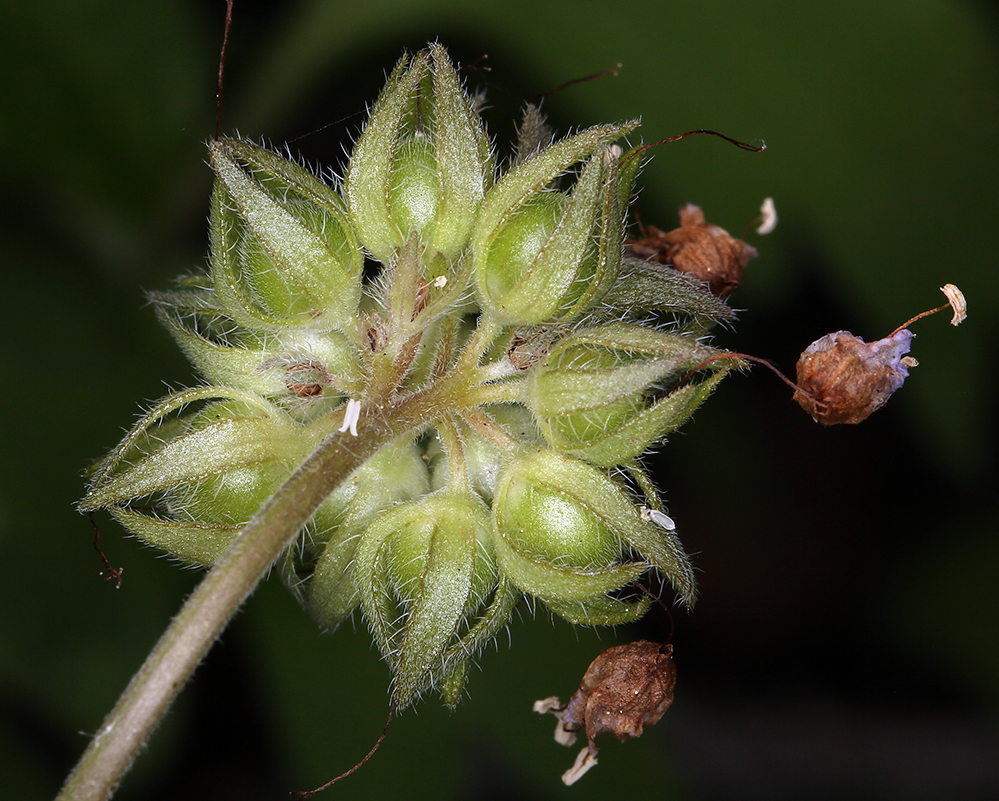 Imagem de Hydrophyllum occidentale (S. Wats.) A. Gray