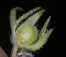 Imagem de Hydrophyllum occidentale (S. Wats.) A. Gray