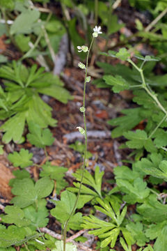 Image of Siskiyou Mountain woodland-star