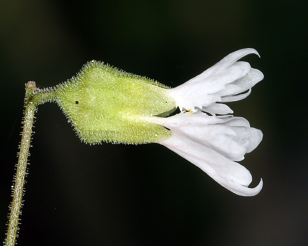 Image of Siskiyou Mountain woodland-star