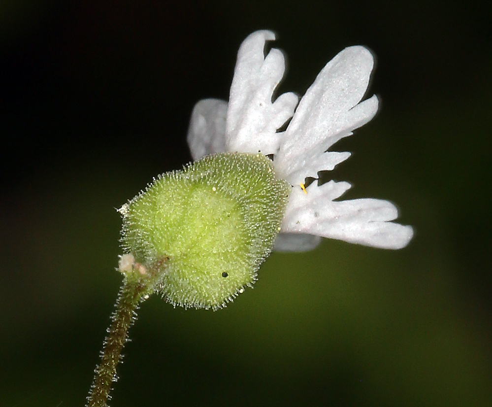 Image of Siskiyou Mountain woodland-star