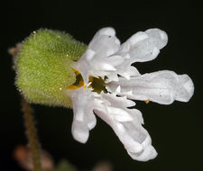 Image of Siskiyou Mountain woodland-star