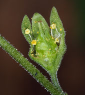 Image of Siskiyou Mountain woodland-star