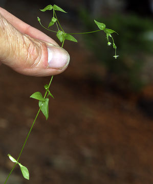 Image of northern starwort